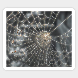 Spiderweb, in autumn. Sticker